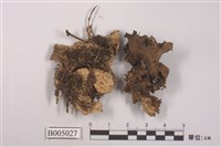 藏品(地卷屬)的圖片